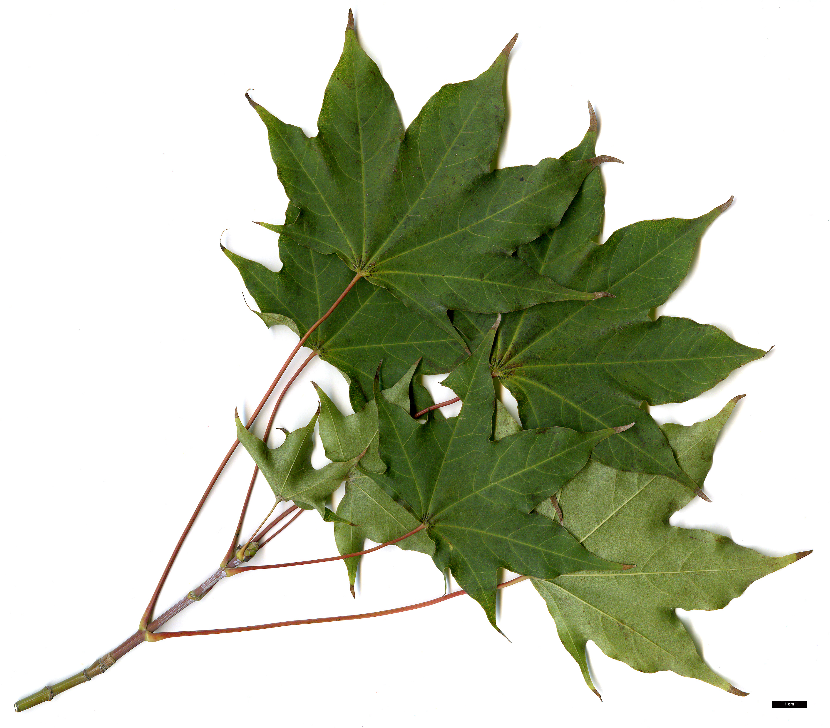 High resolution image: Family: Sapindaceae - Genus: Acer - Taxon: cappadocicum - SpeciesSub: subsp. cappadocicum